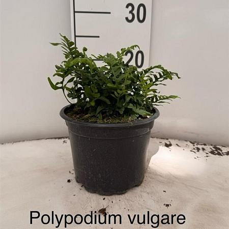 Polypodium vulgare Pot 2 Liter 20 - 30 cm
