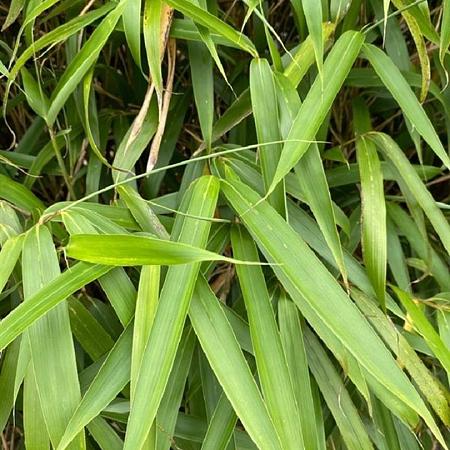 Pseudosasa japonica 'Tsutsumiana' Pot 10 liter 125 - 150 cm