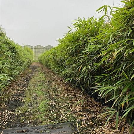 Pseudosasa japonica 'Tsutsumiana' Pot 10 liter 125 - 150 cm