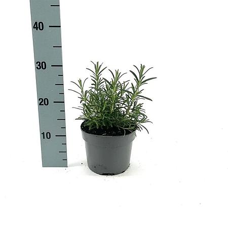 Rosmarinus officinalis Pot 2 Liter