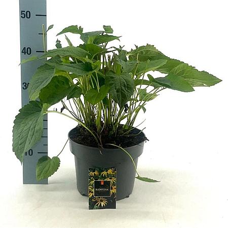 Rudbeckia f. 'Goldsturm' Pot 5 Liter 