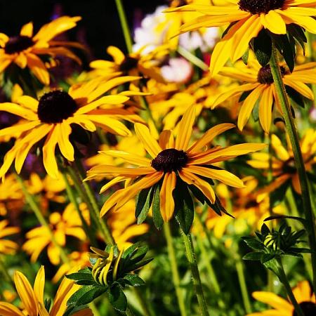 Rudbeckia f. 'Goldsturm' Pot 5 Liter 