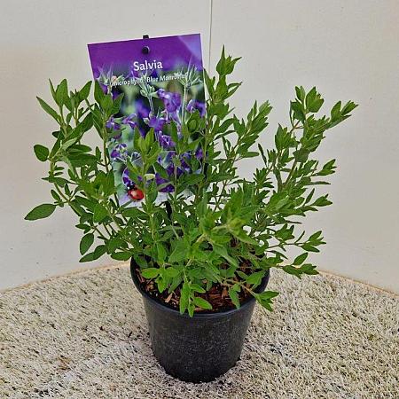 Salvia micr. 'Blue Monrovia' Pot 2 Liter30 - 40 cm