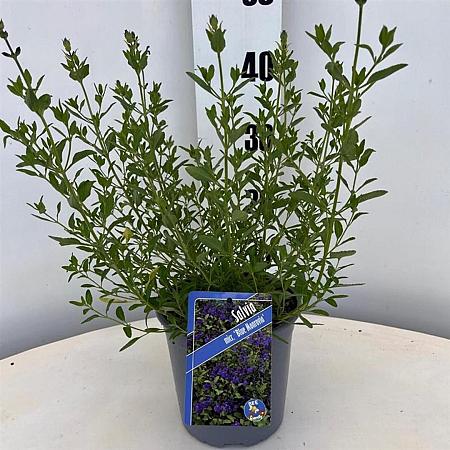 Salvia micr. 'Blue Monrovia' Pot 2 Liter30 - 40 cm
