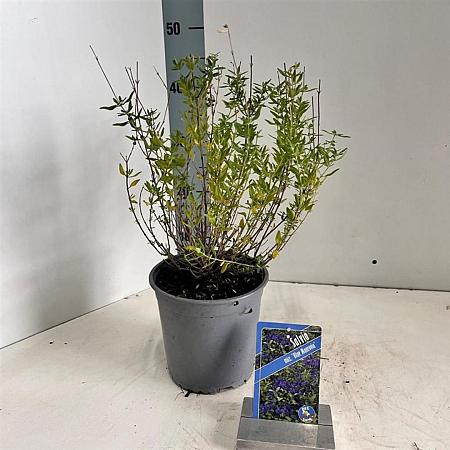 Salvia micr. 'Blue Monrovia' Pot 2 Liter30 - 40 cm