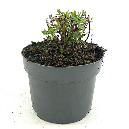 Salvia micr. 'Hot Lips' Pot 2 Liter