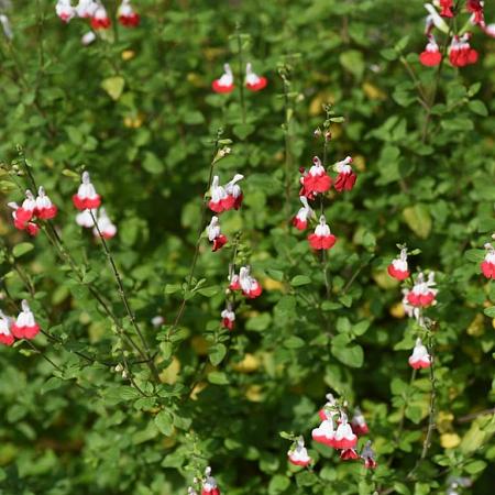 Salvia micr. 'Hot Lips' Pot 2 Liter