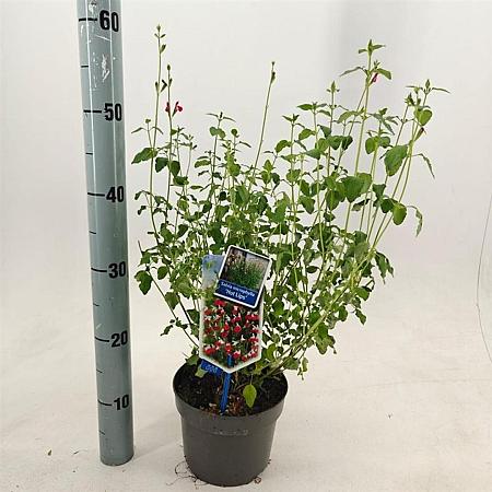 Salvia micr. 'Hot Lips' Pot 2 Liter 20 - 30 cm