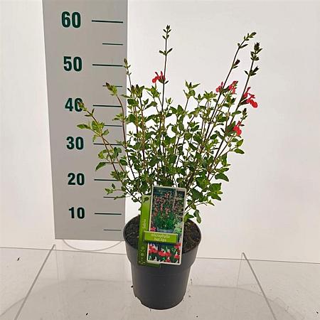Salvia micr. 'Hot Lips' Pot 2 Liter 20 - 30 cm