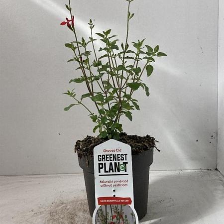 Salvia micr. 'Hot Lips' Pot 2 Liter 20 - 30 cm