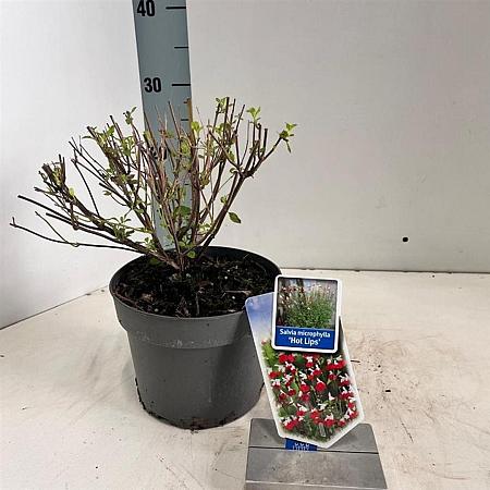 Salvia micr. 'Hot Lips' Pot 2 Liter 20 - 30 cm