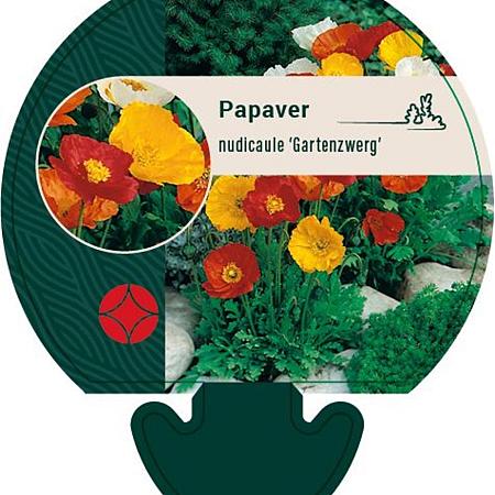 Papaver nud. 'Gartenzwerg' Pot 9 cm