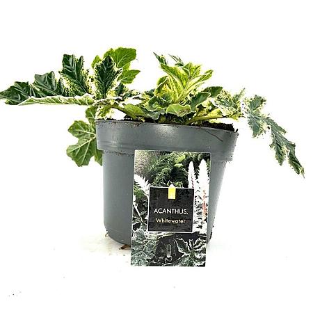 Acanthus 'Whitewater' Pot 2 Liter