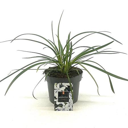 Agapanthus Twister Pot 2 Liter