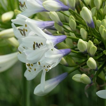 Agapanthus Twister Pot 2 Liter