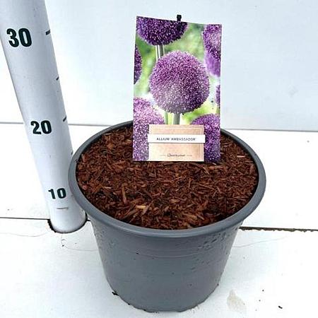 Allium 'Ambassador' Pot 5 liter 25-30cm