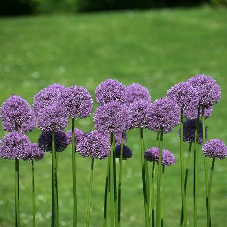 Allium 'Gladiator' Pot 2 Liter