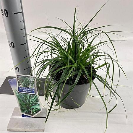 Carex o. 'Evergreen' - niet gebruiken Pot 2 Liter 20 - 30 cm