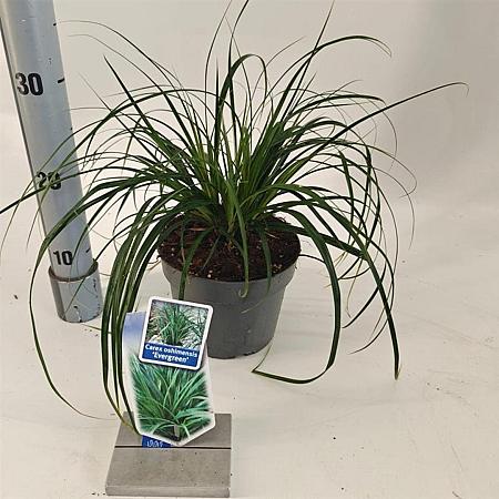 Carex o. 'Evergreen' - niet gebruiken Pot 2 Liter 20 - 30 cm