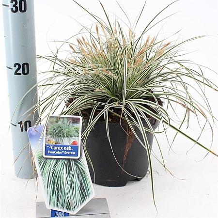 Carex oshim. Everest Pot 2 Liter 20 - 30 cm