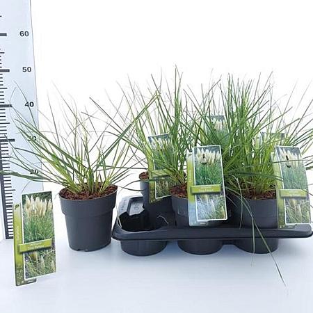 Cortaderia s. Tiny Pampa Pot 2 Liter60 - 80 cm