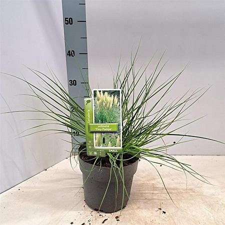 Cortaderia s. Tiny Pampa Pot 2 Liter60 - 80 cm