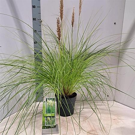 Cortaderia s. Tiny Pampa Pot 3 Liter 60 - 80 cm