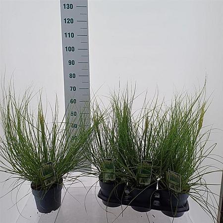 Cortaderia s. Tiny Pampa Pot 3 Liter 60 - 80 cm