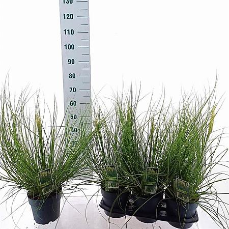 Cortaderia s. Tiny Pampa Pot 3 Liter 60 - 80 cm