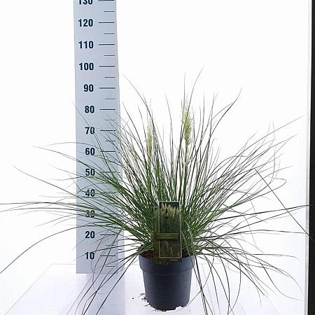 Cortaderia s. Tiny Pampa Pot 6 Liter 50 - 60 cm