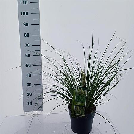 Cortaderia s. Tiny Pampa Pot 6 Liter 50 - 60 cm