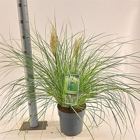 Cortaderia s. Tiny Pampa Pot 6 Liter 50 - 60 cm
