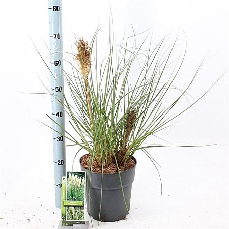Cortaderia s. Tiny Pampa Pot 6 Liter 50 - 60 cm