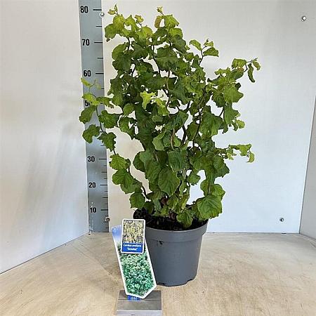 Corylus a. 'Scooter' Pot 5 Liter 60 - 70 cm