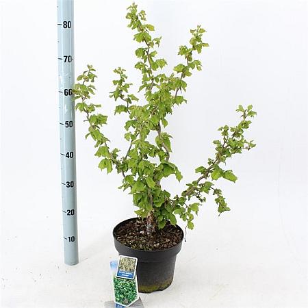 Corylus a. 'Scooter' Pot 5 Liter 60 - 70 cm