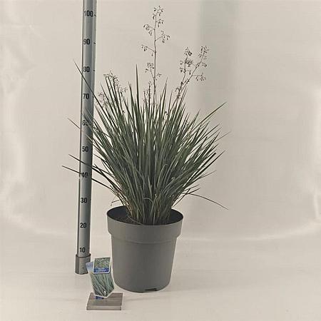 Dianella revoluta Coolvista Pot 12 liter 70 - 80 cm