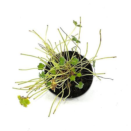 Geranium Dreamland Pot 2 Liter