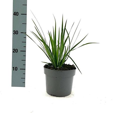 Libertia grandiflora Pot 2 Liter