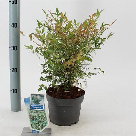 Nandina d. 'Twilight' Pot 2 Liter 20 - 30 cm