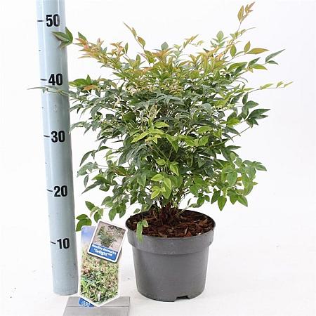 Nandina d. 'Twilight' Pot 2 Liter 20 - 30 cm