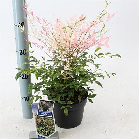Nandina d. 'Twilight' Pot 2 Liter 20 - 30 cm