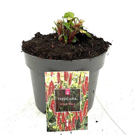 Persicaria amplex. 'Dark Red' Pot 2 Liter