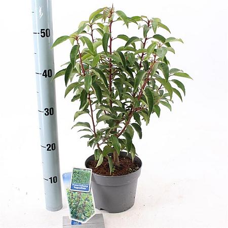 Prunus l. 'Angustifolia' Pot 2 Liter 20 - 30 cm