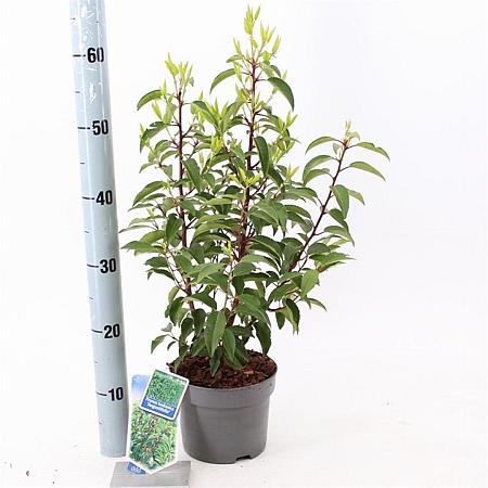 Prunus l. 'Angustifolia' Pot 2 Liter 20 - 30 cm
