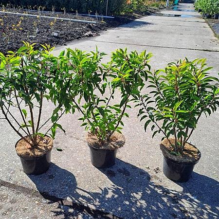 Prunus l. 'Angustifolia' Pot 3 Liter 40 - 50 cm
