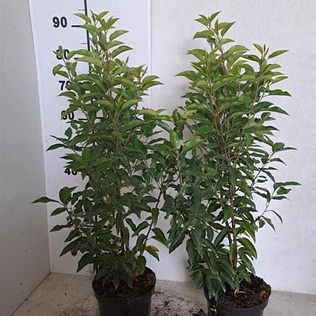 Prunus l. 'Angustifolia' Pot 3 Liter 40 - 60 cm