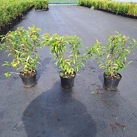 Prunus l. 'Angustifolia' Pot 3 Liter 40 - 60 cm