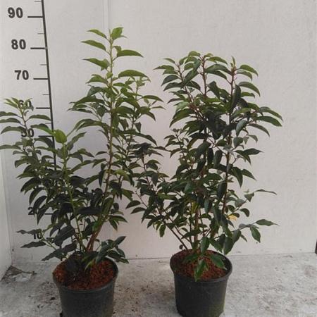 Prunus l. 'Angustifolia' Pot 3 Liter 40 - 60 cm