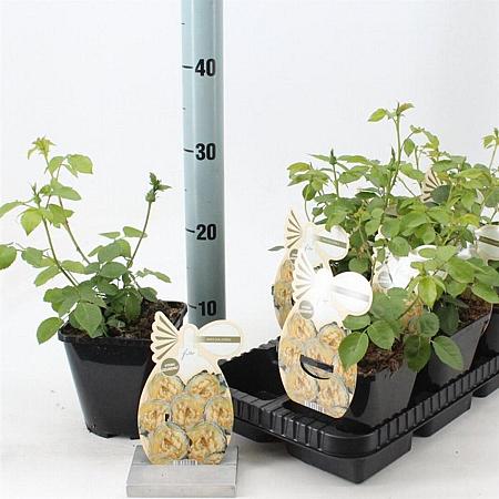 Rosa 'Jolandia' Pot 14 cm