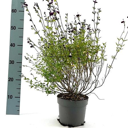 Salvia 'Nachtvlinder' Pot 2 Liter